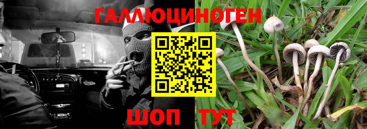 Славянск-на-Кубани  Псилоцибиновые грибы Psilocybe  Вход с VPN 